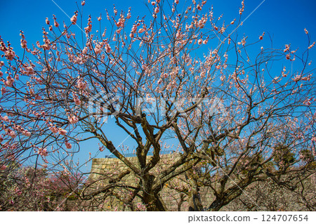 【京都風光】二條城-天守閣附近盛開的紅白梅花 124707654