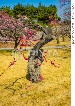 [Kyoto Scenery] Nijo Castle - Red and white plum blossoms blooming near the castle tower 124707656