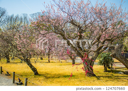 【京都風光】二條城-天守閣附近盛開的紅白梅花 124707660