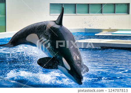 虎鯨跳 虎鯨跳 124707813