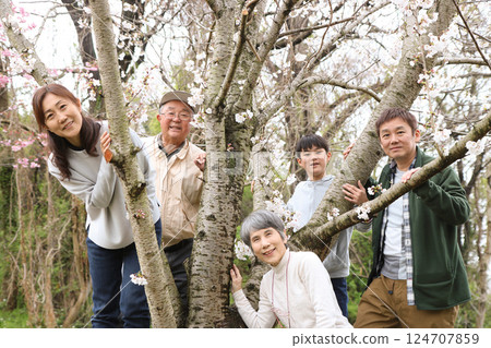 A family of five enjoys cherry blossom viewing under a memorial tree to celebrate a grandchild's graduation 124707859