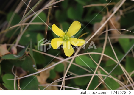 早春花園中盛開的黃酢漿草花 早春花園中盛開的黃酢漿草花 124707860