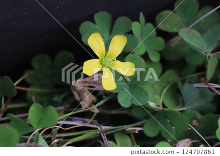 早春花園中盛開的黃酢漿草花 早春花園中盛開的黃酢漿草花 124707861