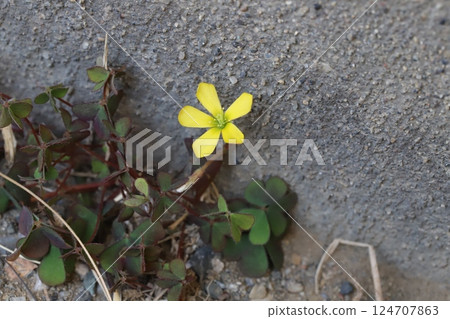 早春花園中盛開的黃酢漿草花 早春花園中盛開的黃酢漿草花 124707863