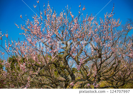 [Kyoto Scenery] Nijo Castle - Red and white plum blossoms blooming near the castle tower 124707997