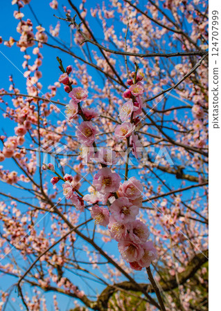 【京都風光】二條城-天守閣附近盛開的紅白梅花 124707999