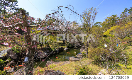 春天的葉山潮騷公園櫻花盛開 春天的葉山潮騷公園櫻花盛開 124708039