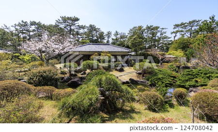 春天的葉山潮騷公園櫻花盛開 春天的葉山潮騷公園櫻花盛開 124708042