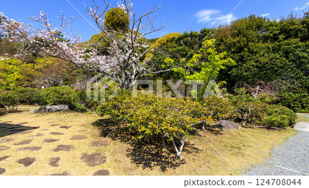 春天的葉山潮騷公園櫻花盛開 春天的葉山潮騷公園櫻花盛開 124708044