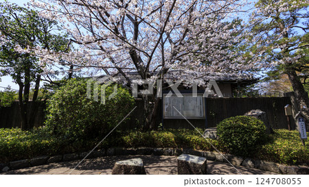 Spring at Hayama Shiosai Park with cherry blossoms in bloom Spring at Hayama Shiosai Park with cherry blossoms in bloom 124708055