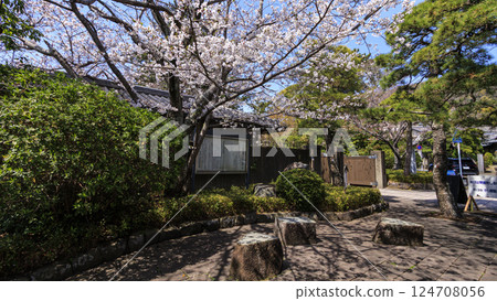 Spring at Hayama Shiosai Park with cherry blossoms in bloom 124708056