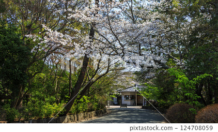 春天的葉山潮騷公園櫻花盛開 124708059