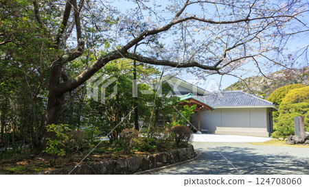 春天的葉山潮騷公園櫻花盛開 春天的葉山潮騷公園櫻花盛開 124708060