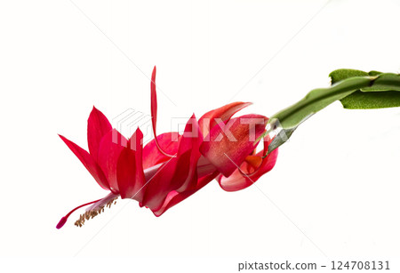 Macro photograph of a Schlumberger Christmas cactus truncated with a red flower Macro photograph of a Schlumberger Christmas cactus truncated with a red flower 124708131