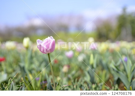 tulip tulip field pink peach color spring flowers spring material tulip tulip field pink peach color spring flowers spring material 124708176