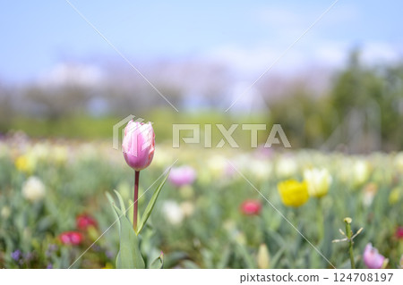 tulip tulip field pink peach color spring flowers spring material 124708197