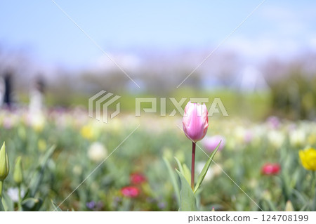 tulip tulip field pink peach color spring flowers spring material tulip tulip field pink peach color spring flowers spring material 124708199
