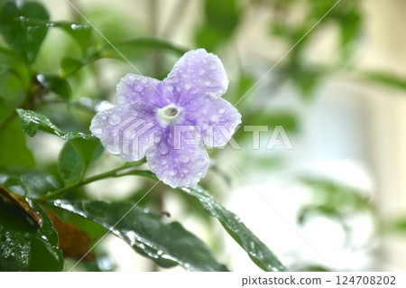 Brunfelsia uniflora purple flower with drop of water blooming from branch in garden on summer Brunfelsia uniflora purple flower with drop of water blooming from branch in garden on summer 124708202