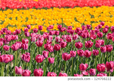 Kamiyubetsu Tulip Park in Yubetsu, Hokkaido, where 700,000 tulips bloom in full glory [May] 124708222