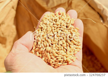 拿著糙米的男性手 拿著糙米的男性手 124708237