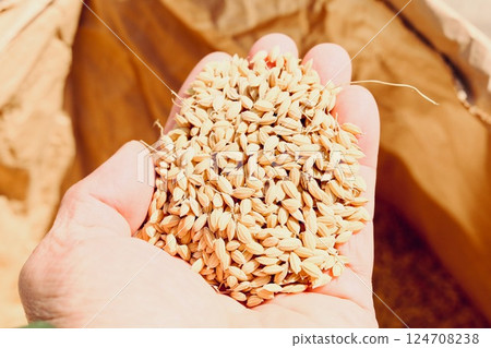 拿著糙米的男性手 124708238