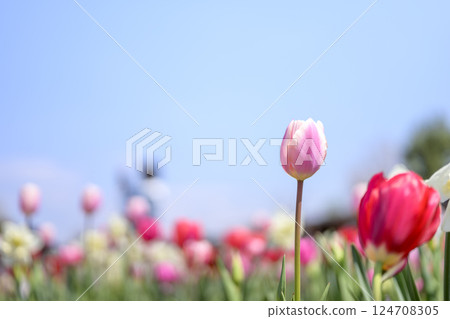 鬱金香 鬱金香花田 粉紅 桃色 春季花朵 春季素材 124708305