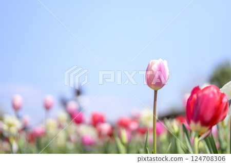 鬱金香 鬱金香花田 粉紅 桃色 春季花朵 春季素材 124708306