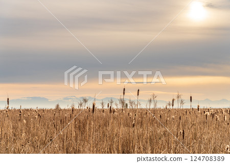 Dry Cattail or Typha field in sunset time. Bulrush or Reedmace or Reed or Corn dog grass or Swamp sausage or Water sausage aquatic rhizomatous herbaceous perennial plant. 124708389