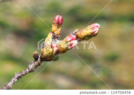 Cherry buds just before flowering 124708456