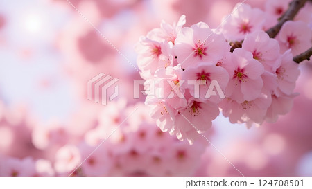 Sakura blooming pink flowers close up Sakura blooming pink flowers close up 124708501