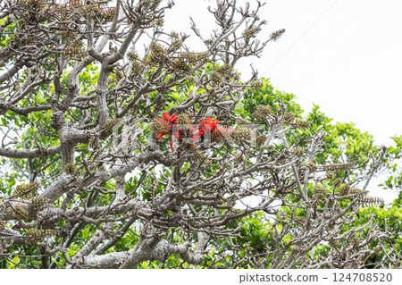 Number one deigo 124708520