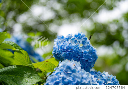 [Rainy season material] Blue hydrangea flowers [Nagano Prefecture] 124708564
