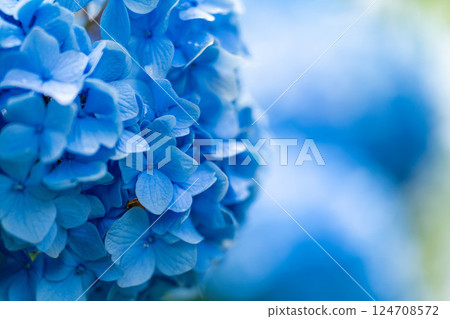 [Rainy season material] Blue hydrangea flowers [Nagano Prefecture] 124708572