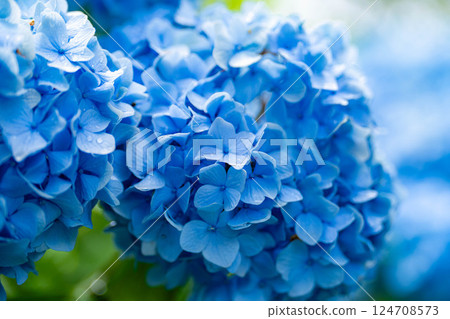 [Rainy season material] Blue hydrangea flowers [Nagano Prefecture] 124708573