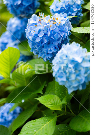 [梅雨季節素材] 藍色繡球花 [長野縣] 124708580
