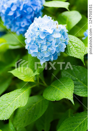 [梅雨季節素材] 藍色繡球花 [長野縣] 124708581