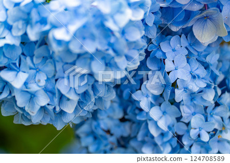 [Rainy season material] Blue hydrangea flowers [Nagano Prefecture] 124708589