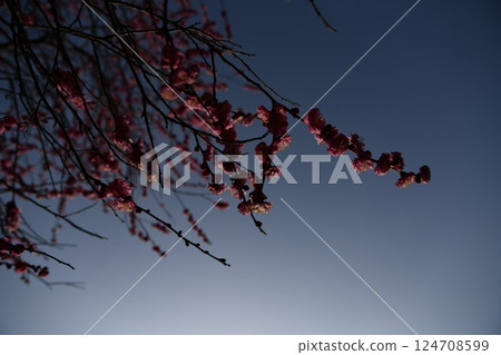 Plum blossoms shining in the backlight Plum blossoms shining in the backlight 124708599