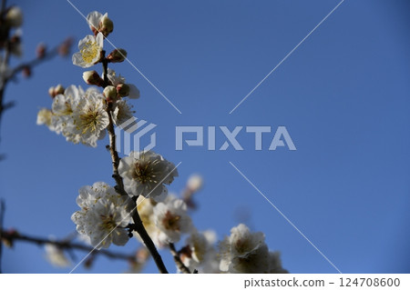 White plum shining in the blue sky 124708600