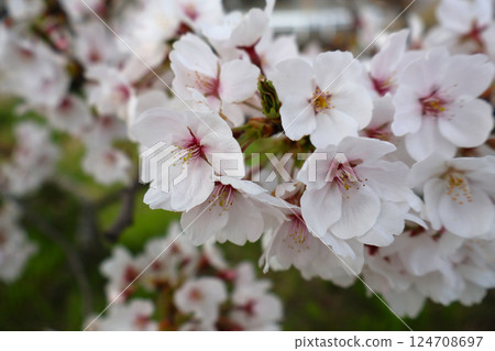 櫻花 124708697