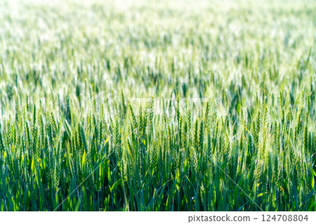 [Fresh green material] Green wheat shining in the morning sun [Nagano Prefecture] 124708804