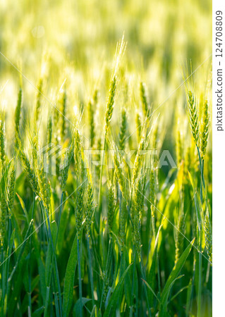 [Fresh green material] Green wheat shining in the morning sun [Nagano Prefecture] 124708809