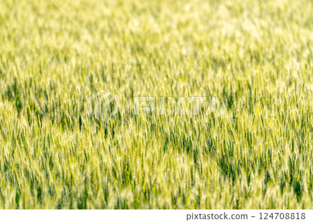 [Fresh green material] Green wheat shining in the morning sun [Nagano Prefecture] 124708818