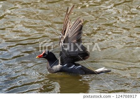 Flying on the surface of the water: A wart-nosed duck spreads its wings in an instant. 124708917