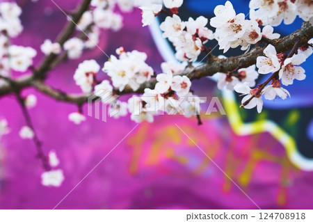 Cherry Blossom Branch on Vivid Graffiti Background with Pink and Purple Hues 124708918