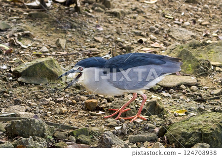 Moment of Beauty: Dahu Park Night Heron's Advance Picture Moment of Beauty: Dahu Park Night Heron's Advance Picture 124708938