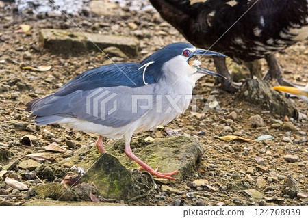 Moment of Beauty: Dahu Park Night Heron's Advance Picture Moment of Beauty: Dahu Park Night Heron's Advance Picture 124708939