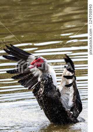 水下飛行:疣鼻鴨的運動瞬間 水下飛行:疣鼻鴨的運動瞬間 124708940