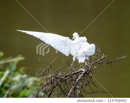 白羽展翼：大湖公園白鷺鷺鷺鷥瞬間 124708942