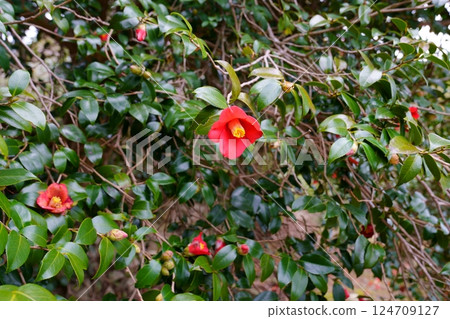 山茶花 山茶花 124709127